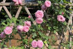 淘汰自由精神月季的原因